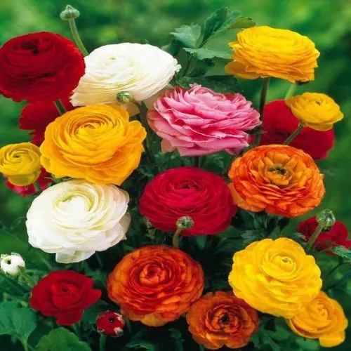 Ranunculus mix 15/1