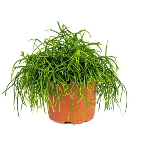 RHIPSALIS 10/20