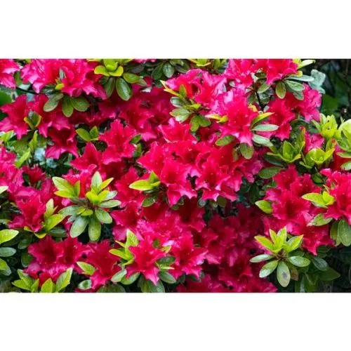 Rhododendron (Azalea) - C2 L - mix