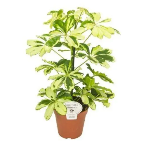 Schefflera Gerda 13/45