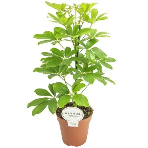 Schefflera Nora 13/45