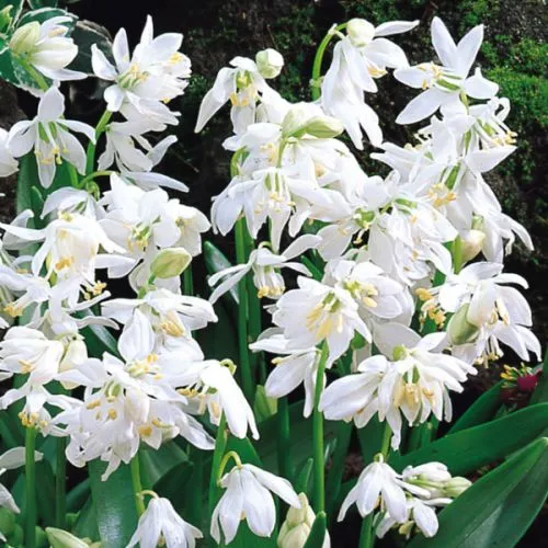 Scilla siberica španski zumbul 15/1