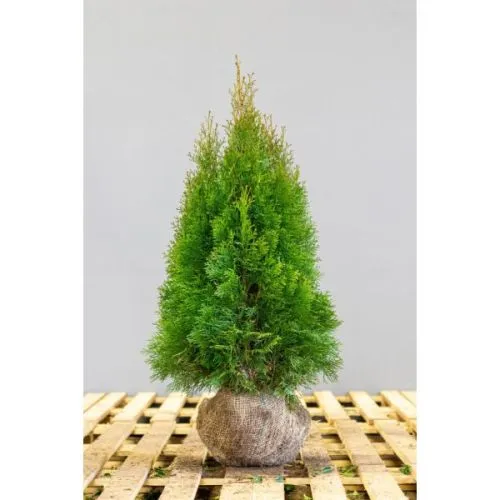 Thuja occidentalis smaragd - 80/100 cm