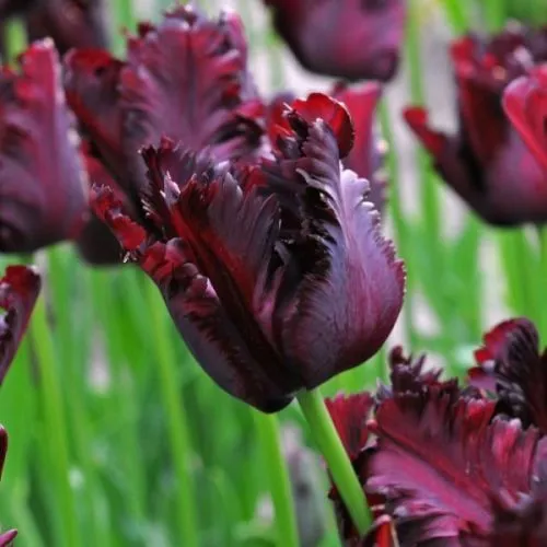 Tulipa black parrot 10/1
