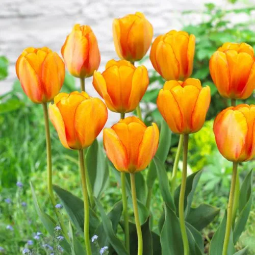 Tulipa blushing apeldoorn 10/1