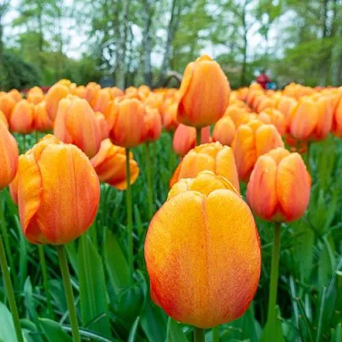 Tulipa blushing Apeldoorn 5/1