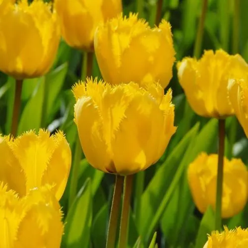 Tulipa Crystal star 5/1