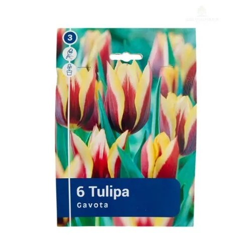 Tulipa gavota 6/1
