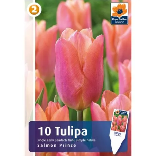 Tulipa salmon prince 6/1