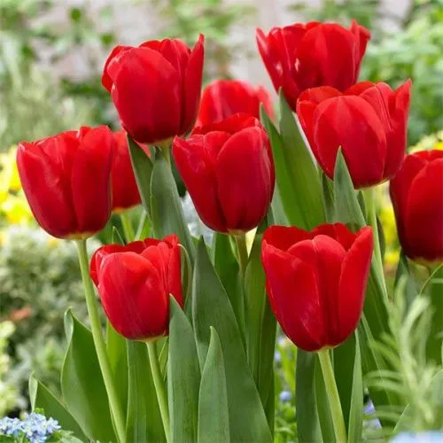 Tulipa Seadov 5/1