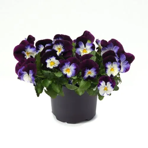 Viola Cool Wave