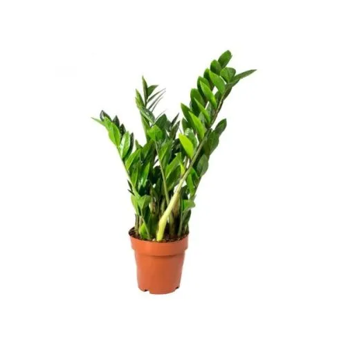 ZAMIOCULCAS ZAM. 14/35