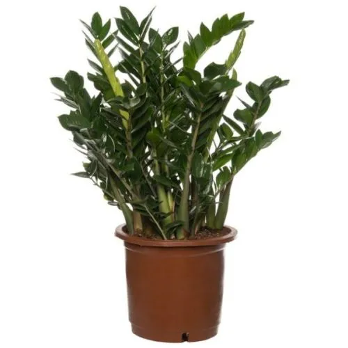 ZAMIOCULCAS ZAM. 21/90