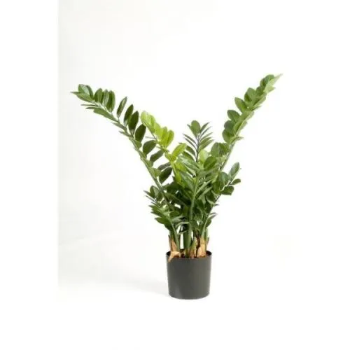 ZAMIOCULCAS ZAM. 27/100
