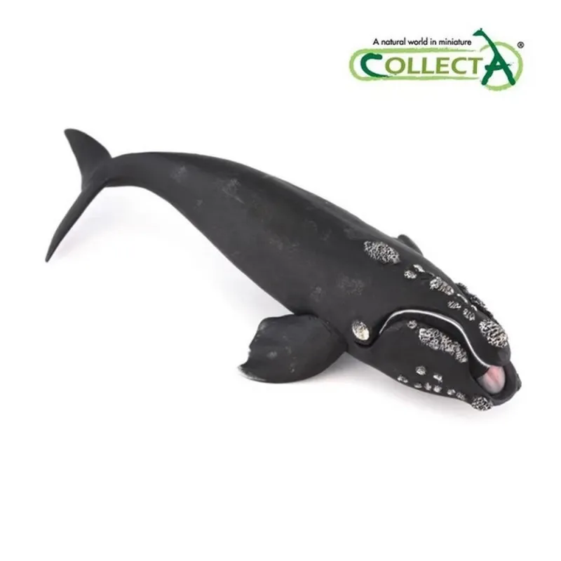 COLLECTA KIT
