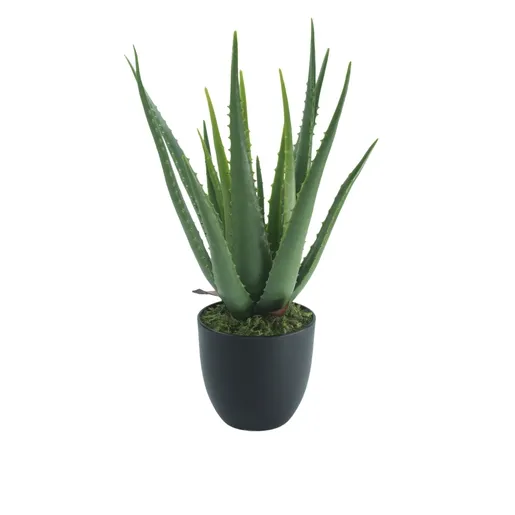 Dekordom Cvet u saksiji - aloe vera - n60
