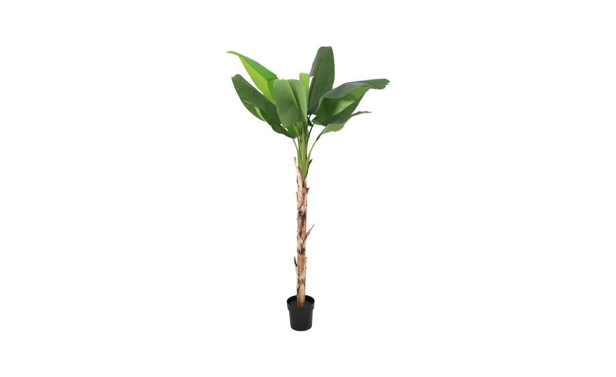 Biljaka u saksiji Banana 216 cm