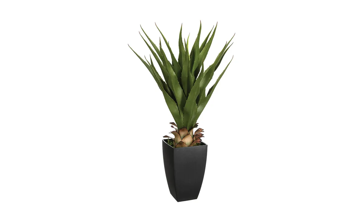 Biljka u saksiji Agave 73 cm