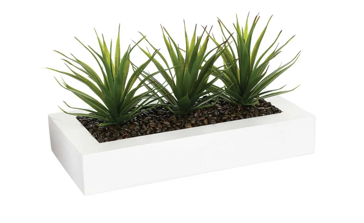 Biljka u saksiji Aloe Vera