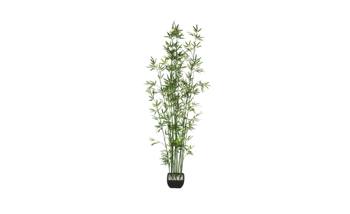 Biljka u saksiji Bamboo 180cm