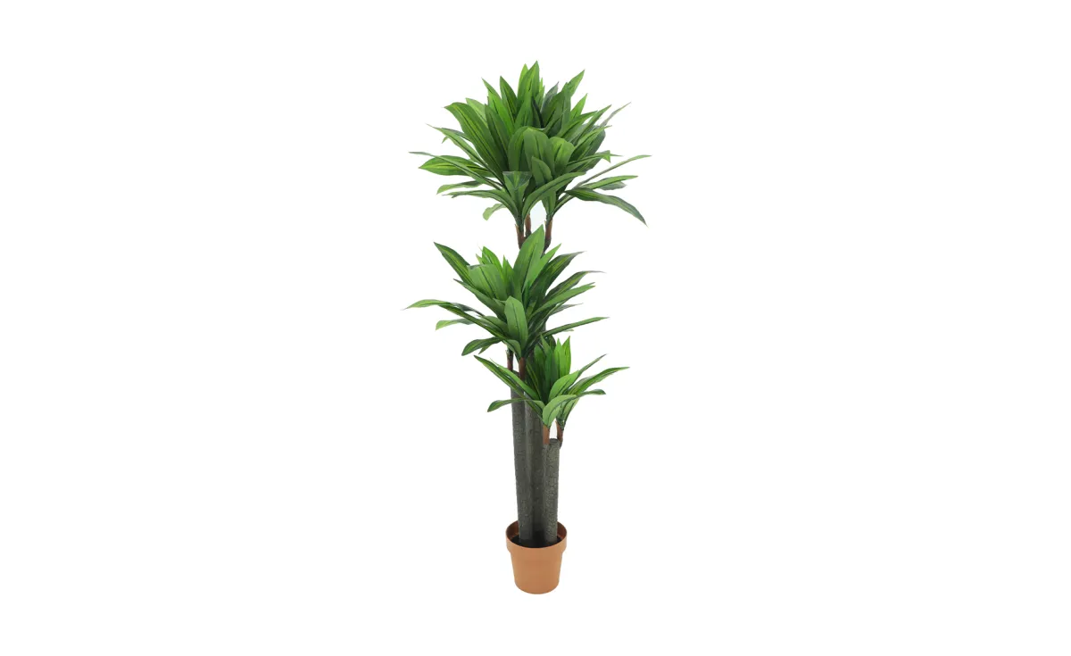 Biljka u saksiji  Dracenea  148cm