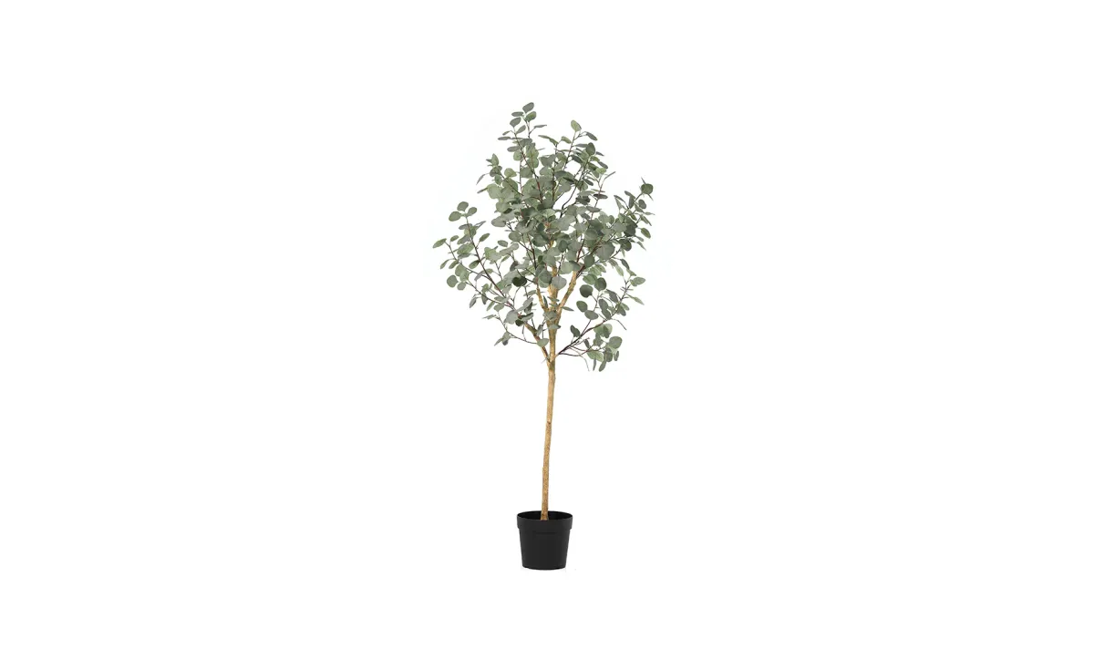 Biljka u saksiji Eucalyptus 180 cm
