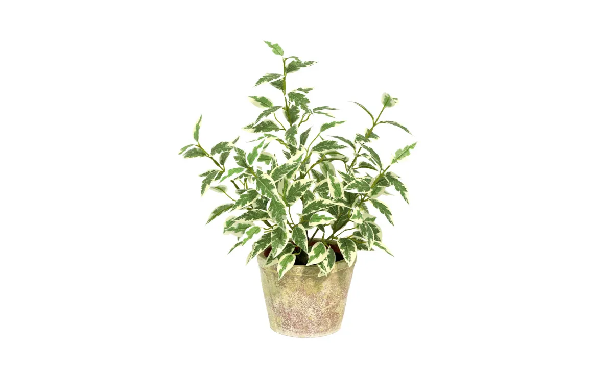 Biljka  u saksiji  Ficus  38cm