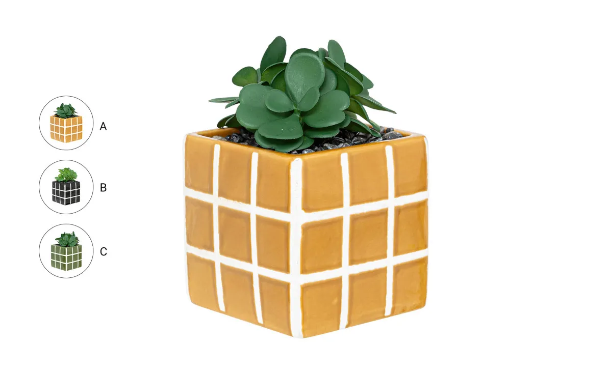 Biljka u saksiji Kadi 10x17cm  više boja