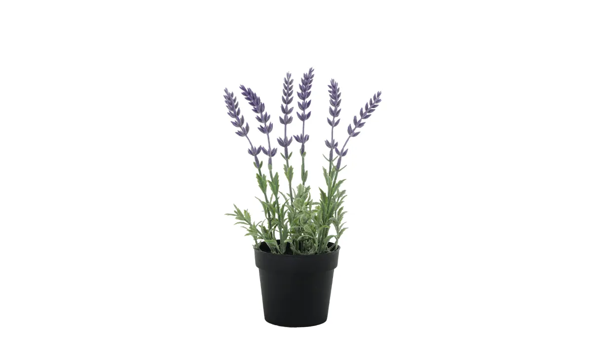Biljka u saksiji Lavanda 10x26cm