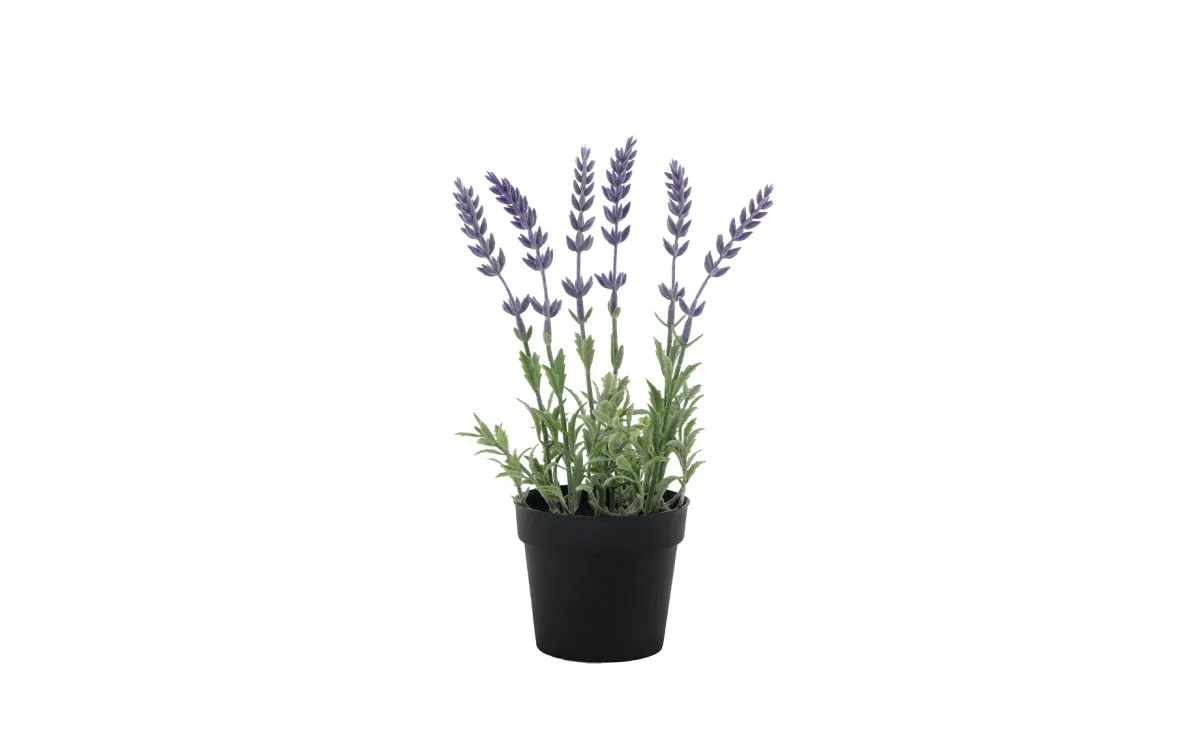 Biljka u saksiji Lavanda 10x26cm