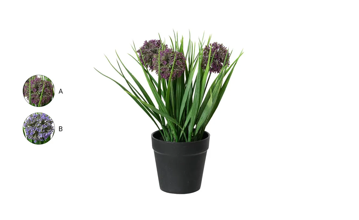 Biljka u saksijii Onion 20x26cm više boja