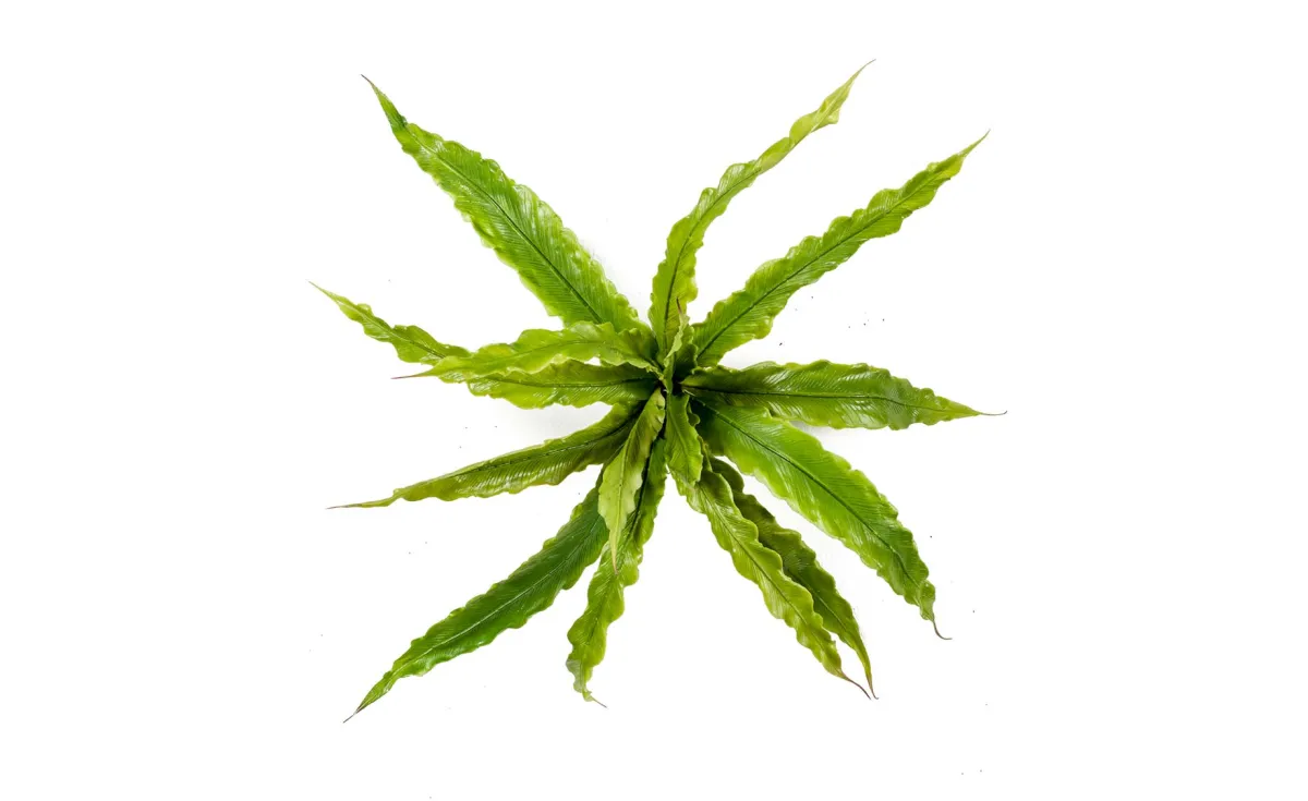Dekorativna grana fern asplenium 30cm zelena