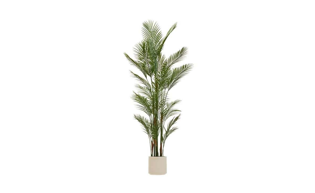 Palma Merlo 180 cm