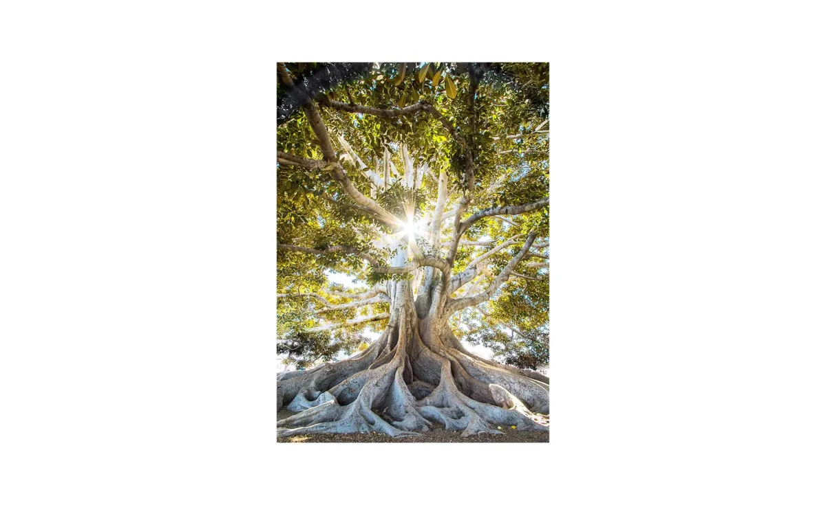 Slika staklo Clear Tree 50x70cm