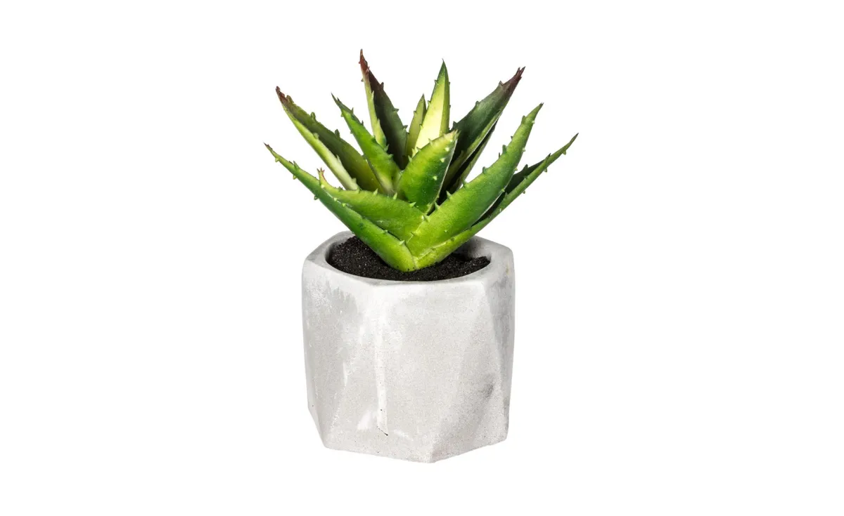 Sukulent u teglici H14cm, više vrsta