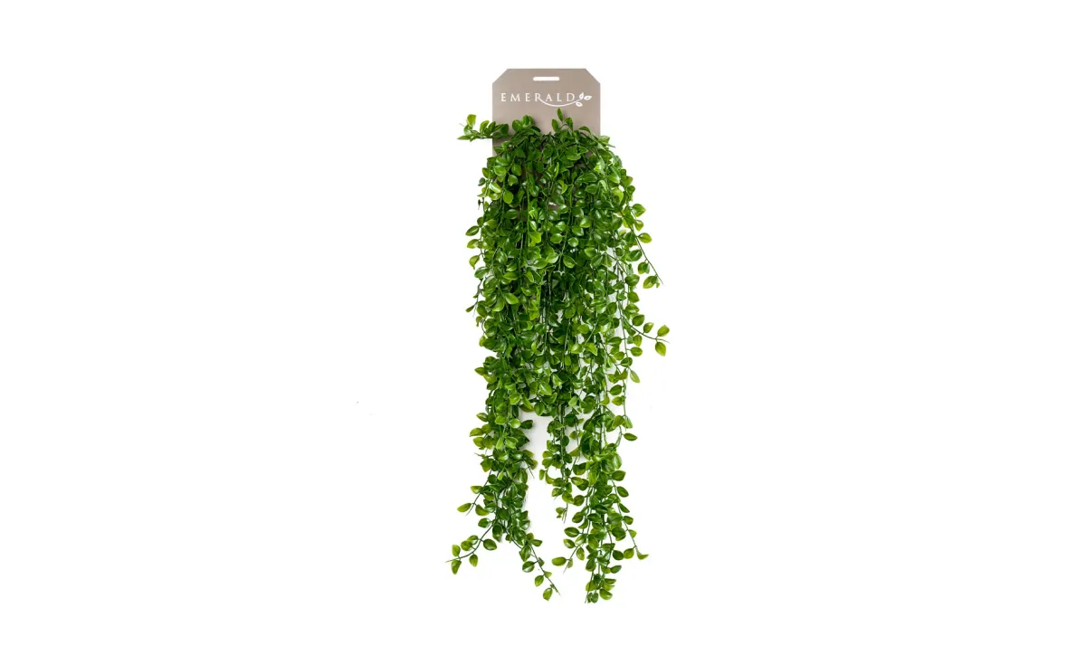 Viseća biljka Fikus 80cm