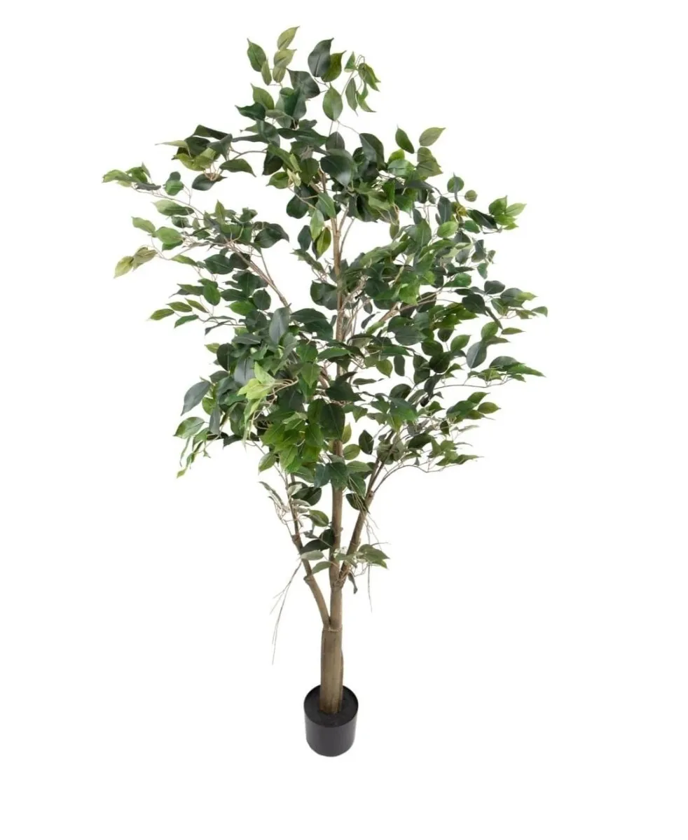 Fikus Benjamin 70x17x17cm