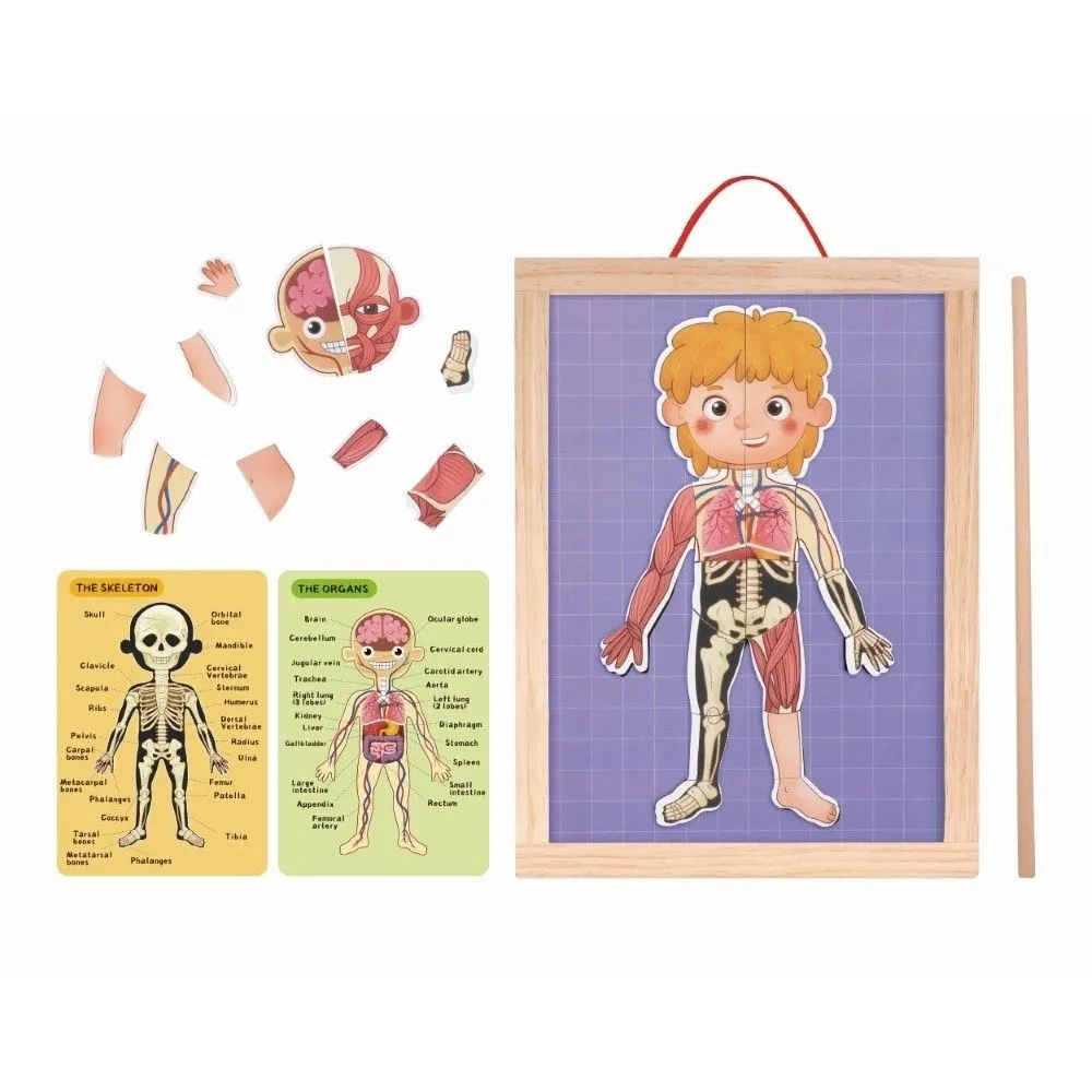 Tooky toy upoznaj ljudsko telo