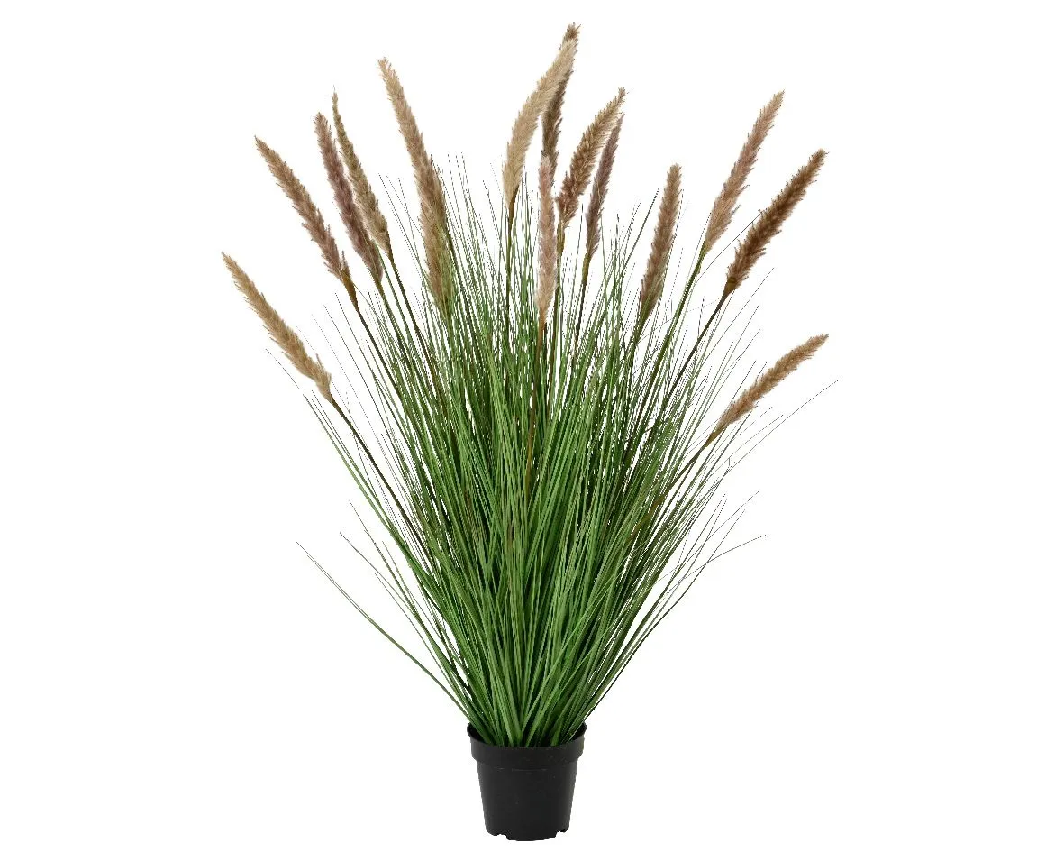Ukrasna veštačka biljka Pampas u saksiji