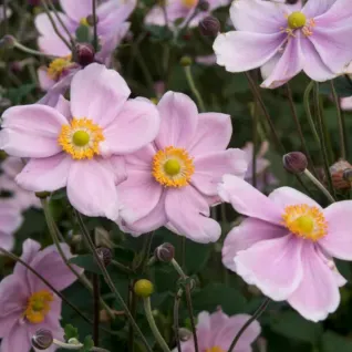 Anemone Roze