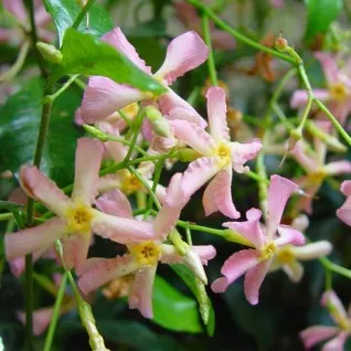 Azijski jasmin roze