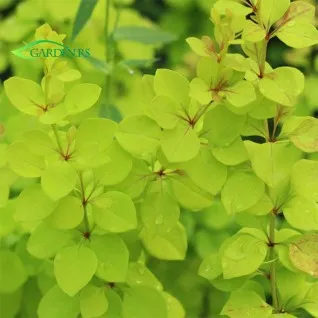 Berberis žuti