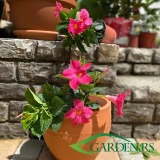 Dipladenija pink