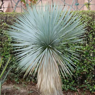 Juka Plava