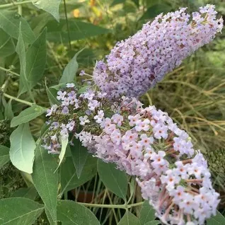 Letnji Jorgovan- Budleja - lila