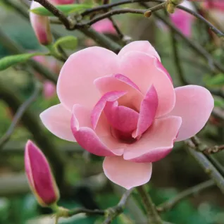 Magnolija Rustica Rubra