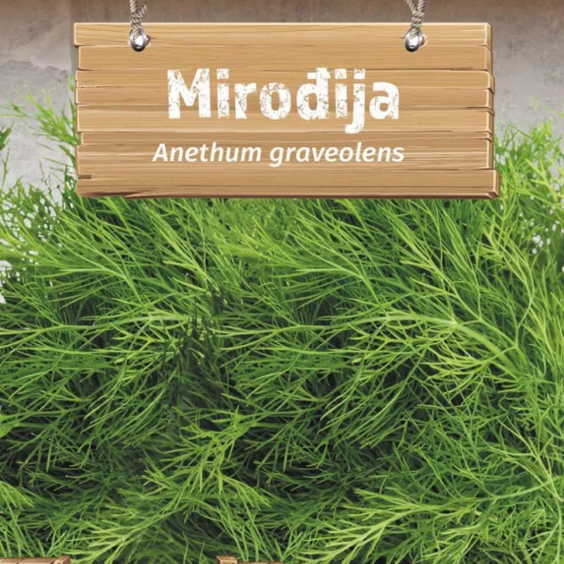 Mirođija seme