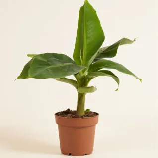 Sadnica patuljaste banane