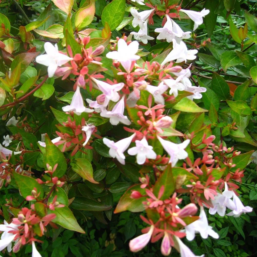 Abelia x grandiflora - C3 L - 30/40 cm