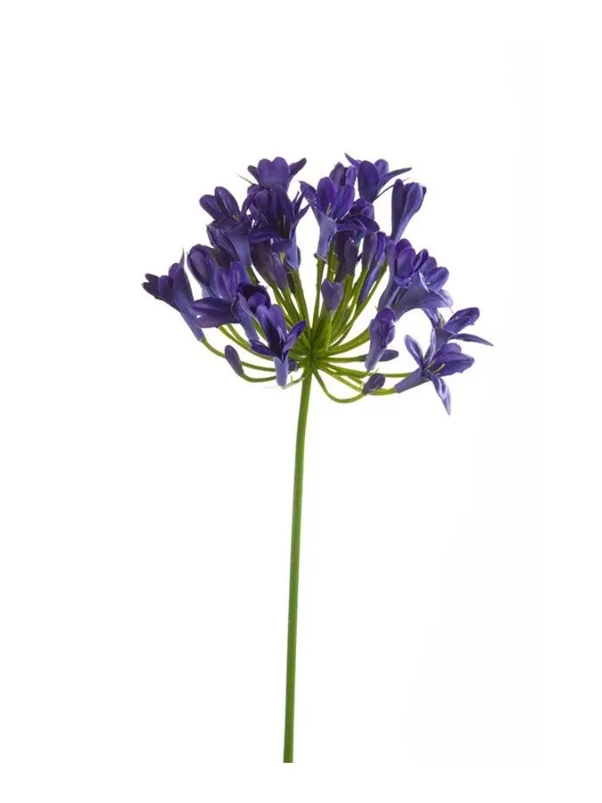 Agapantus - Grana Plava - 75 cm